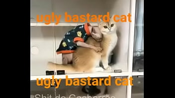 Ugly bastard cat